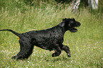 Riesenschnauzer