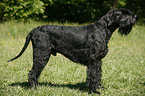 Riesenschnauzer