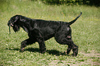 Riesenschnauzer