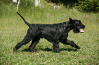 Riesenschnauzer