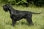 Riesenschnauzer