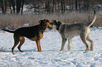 Riesenschnauzer und Mischling