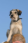 Riesenschnauzer