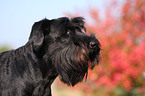 Riesenschnauzer Portrait