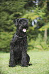 Riesenschnauzer