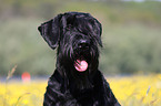 Riesenschnauzer Portrait