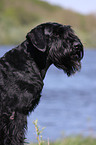 Riesenschnauzer Portrait