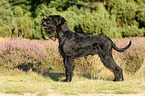 Riesenschnauzer