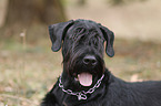 Riesenschnauzer Portrait