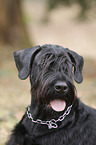 Riesenschnauzer Portrait