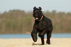 rennender Riesenschnauzer