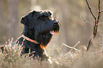 Riesenschnauzer Portrait