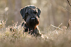 Riesenschnauzer Portrait