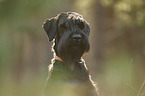 Riesenschnauzer Portrait