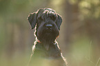 Riesenschnauzer Portrait