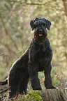 Riesenschnauzer