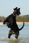 springender Riesenschnauzer