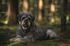 Riesenschnauzer