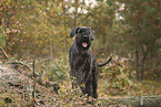 Riesenschnauzer