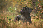 Riesenschnauzer
