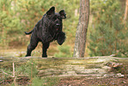 Riesenschnauzer