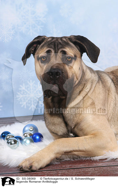 liegende Romaner Antikdogge / lying Antique Mastiff / SS-38069
