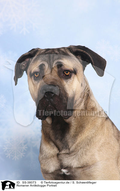 Romaner Antikdogge Portrait / Antique Mastiff Portrait / SS-38073