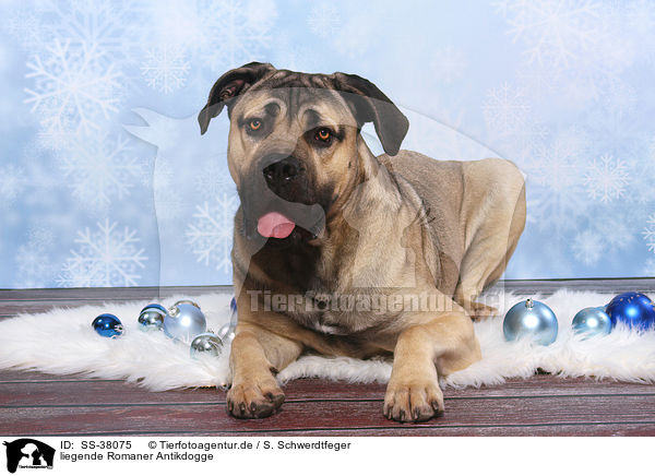 liegende Romaner Antikdogge / lying Antique Mastiff / SS-38075
