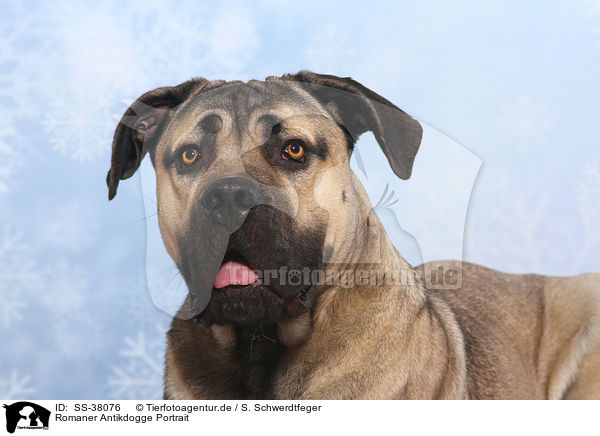 Romaner Antikdogge Portrait / SS-38076