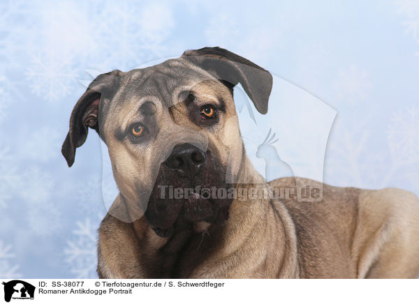 Romaner Antikdogge Portrait / SS-38077