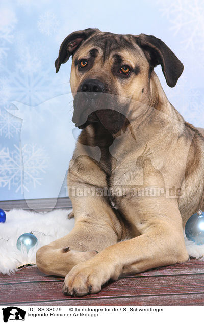 liegende Romaner Antikdogge / lying Antique Mastiff / SS-38079