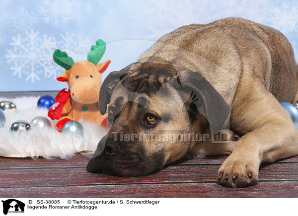 liegende Romaner Antikdogge / lying Antique Mastiff / SS-38085