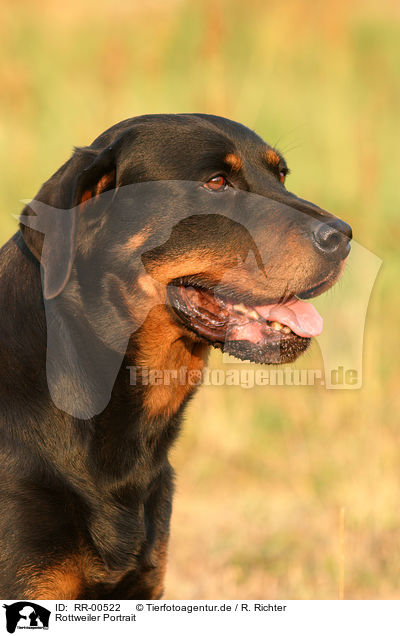 Rottweiler Portrait / Rottweiler Portrait / RR-00522
