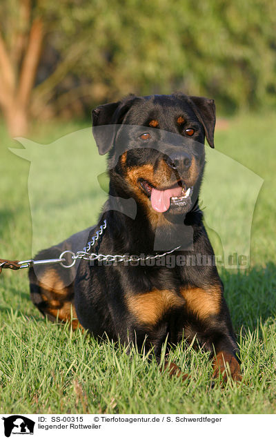 liegender Rottweiler / SS-00315