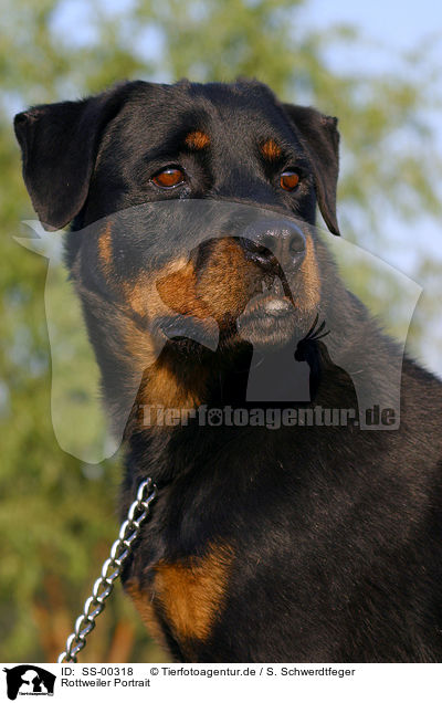 Rottweiler Portrait / Rottweiler Portrait / SS-00318