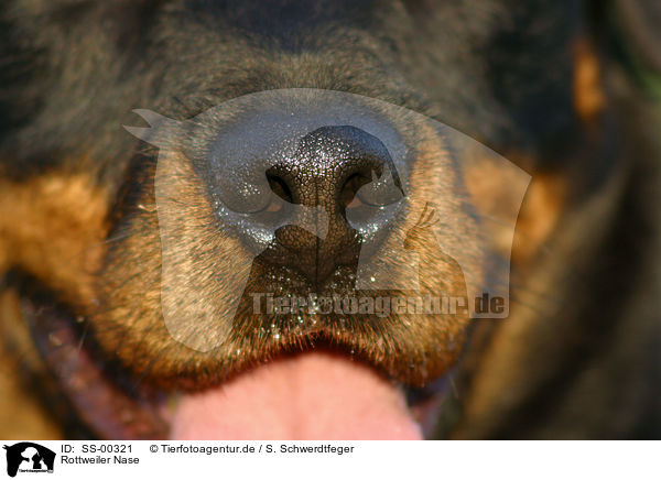 Rottweiler Nase / SS-00321