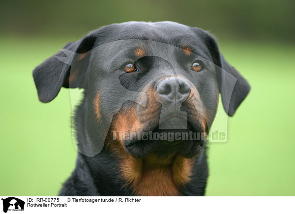 Rottweiler Portrait / Rottweiler Portrait / RR-00775