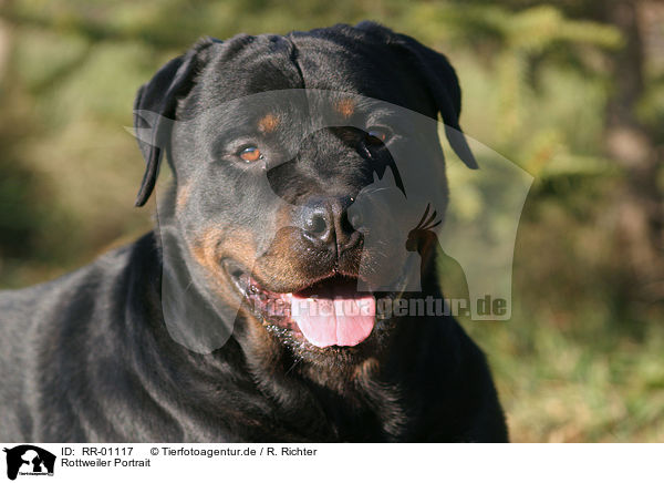 Rottweiler Portrait / Rottweiler Portrait / RR-01117