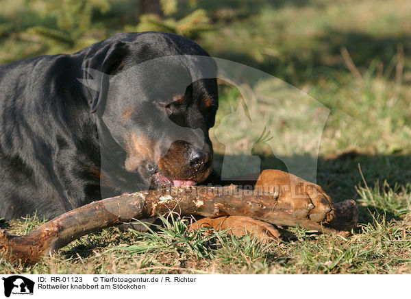 Rottweiler knabbert am Stckchen / gnawing rottweiler / RR-01123