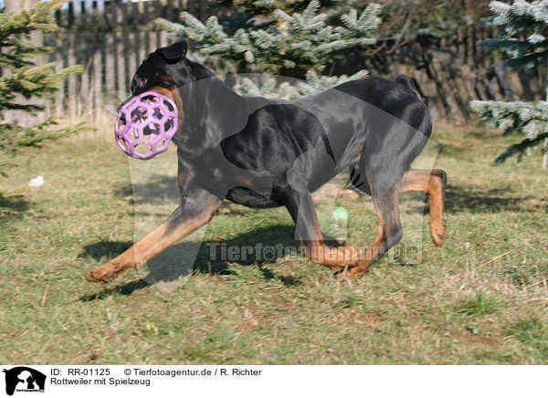Rottweiler mit Spielzeug / Rottweiler with toy / RR-01125