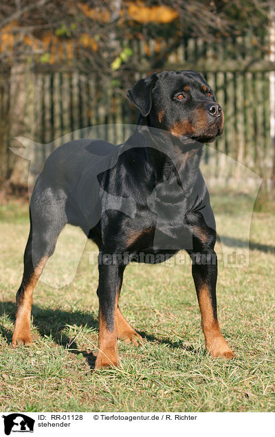 stehender / standing Rottweiler / RR-01128