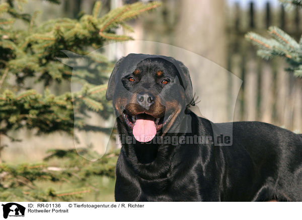 Rottweiler Portrait / Rottweiler Portrait / RR-01136