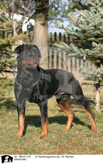 stehender / standing Rottweiler / RR-01137