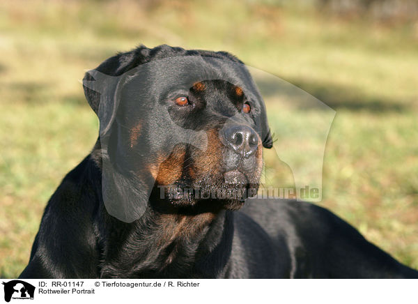 Rottweiler Portrait / Rottweiler Portrait / RR-01147