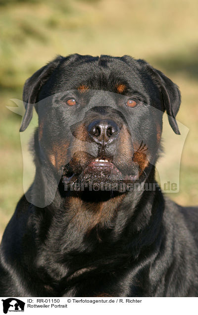 Rottweiler Portrait / Rottweiler Portrait / RR-01150