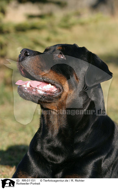 Rottweiler Portrait / Rottweiler Portrait / RR-01151