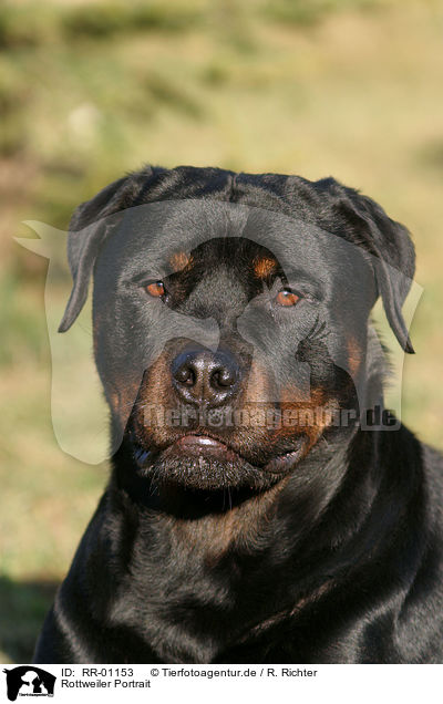 Rottweiler Portrait / Rottweiler Portrait / RR-01153