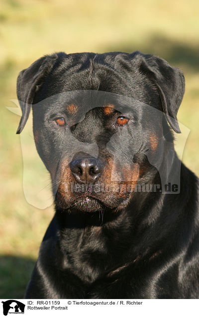 Rottweiler Portrait / Rottweiler Portrait / RR-01159