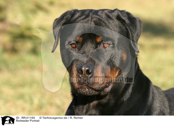 Rottweiler Portrait / RR-01160