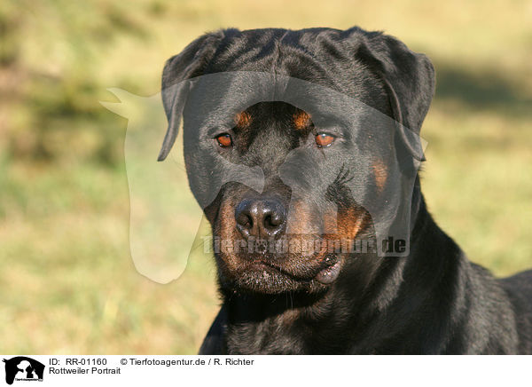 Rottweiler Portrait / Rottweiler Portrait / RR-01160